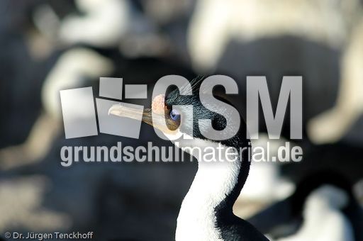 Königskormoran (12 von 19).jpg